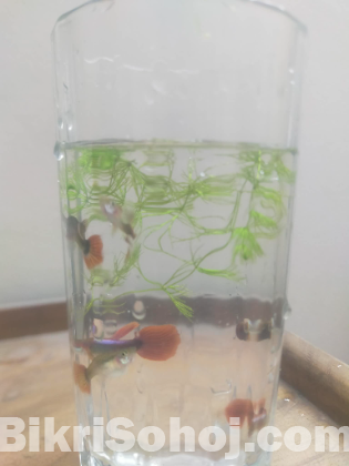 Full Red Rose Guppy Fish